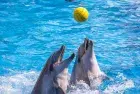 Egypt Red Sea attractions include a dolphin show experience